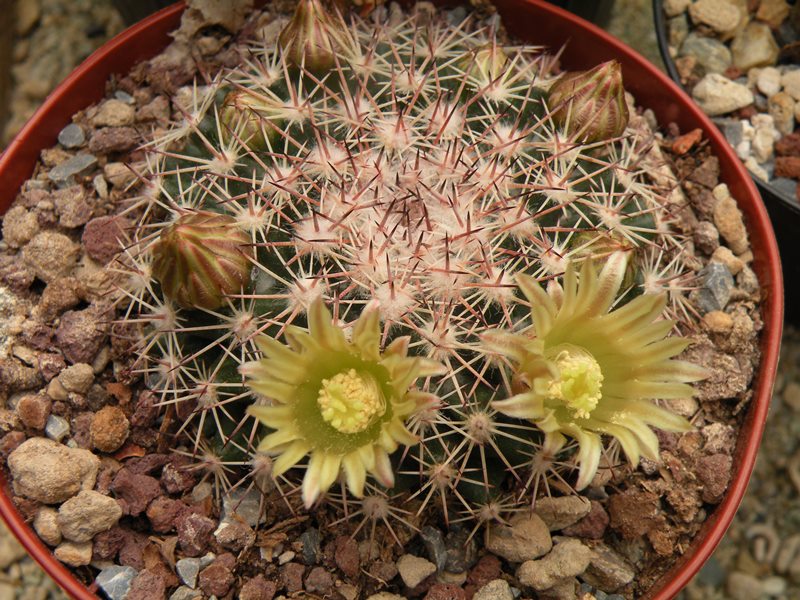 Mammillaria heyderi ssp. macdougalii SB 724