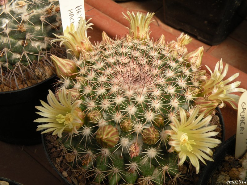 Mammillaria heyderi ssp. macdougalii SB 724