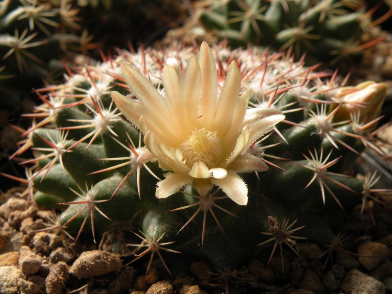 Mammillaria heyderi ssp. macdougalii SB 724