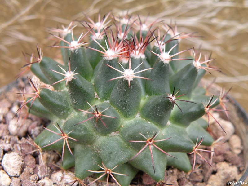 Mammillaria heyderi ssp. meiacantha jrt5191