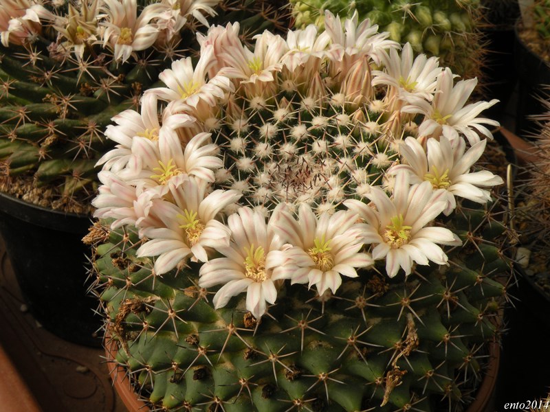 Mammillaria heyderi ssp. meiacantha sb443