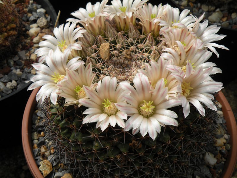 Mammillaria heyderi ssp. meiacantha sb 443