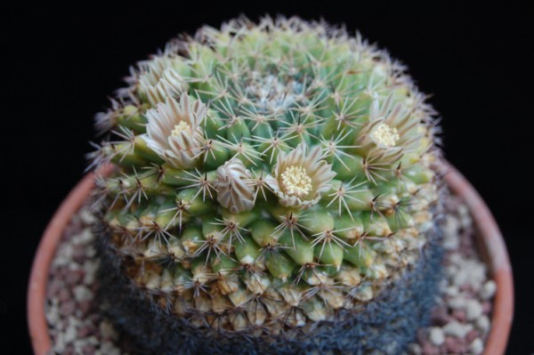 Mammillaria heyderi PAN 907