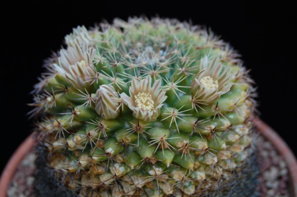 Mammillaria heyderi PAN 907