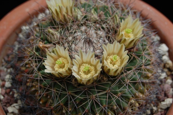 Mammillaria heyderi PAN 289