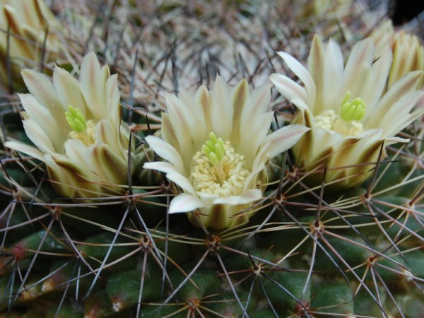 Mammillaria heyderi PAN 289