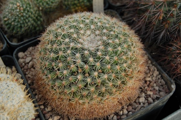 Mammillaria applanata SB 386