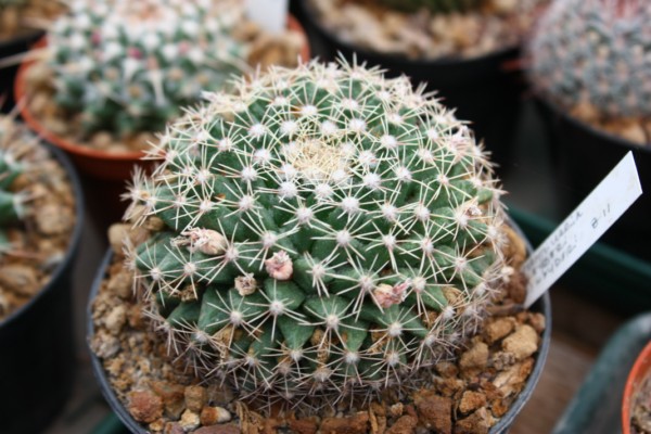 Mammillaria heyderi Z 11