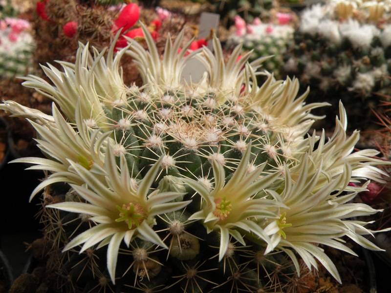 Mammillaria heyderi Z 11