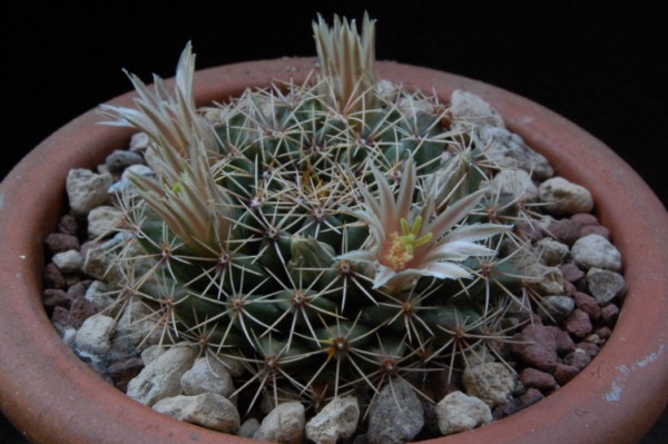 Mammillaria heyderi Z 11