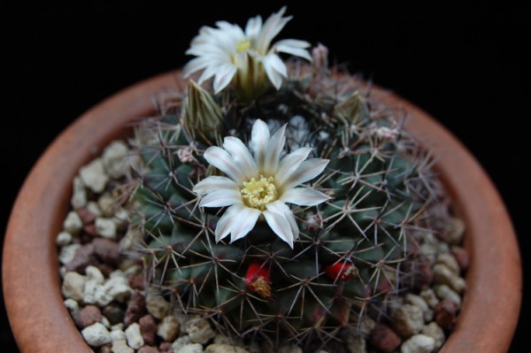 Mammillaria heyderi Z 175