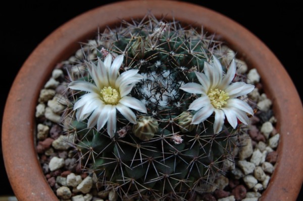 Mammillaria heyderi Z 175