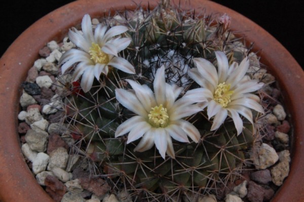 Mammillaria heyderi Z 175