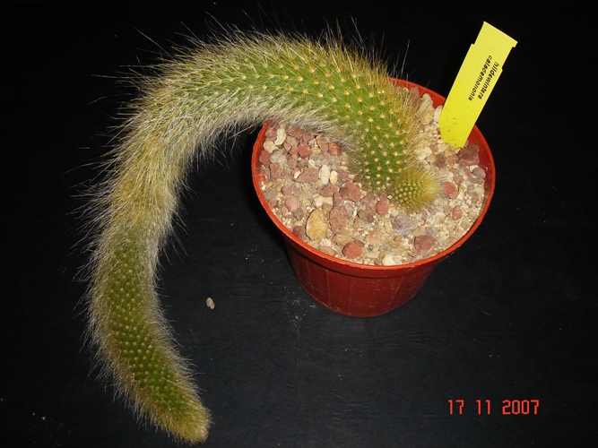 Hildewintera colademononis 