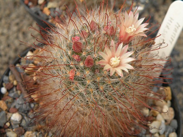 Mammillaria hirsuta REP 1515