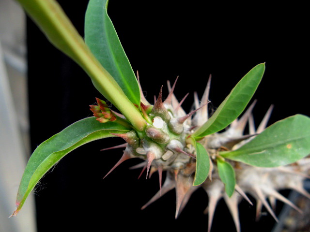 Euphorbia hislopii 