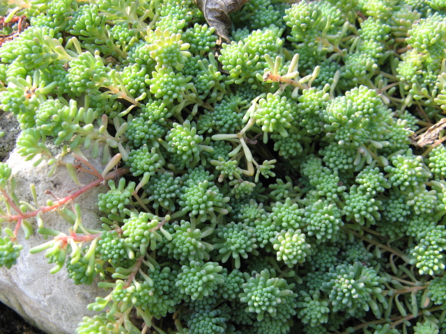 Sedum  