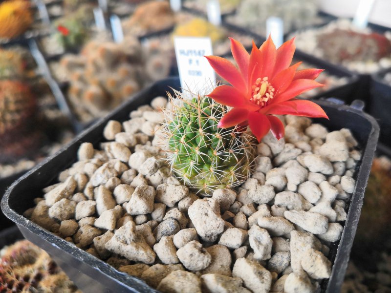 sulcorebutia juckeri