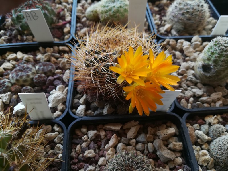 Sulcorebutia arenacea v. candiae HJ942/Ge5