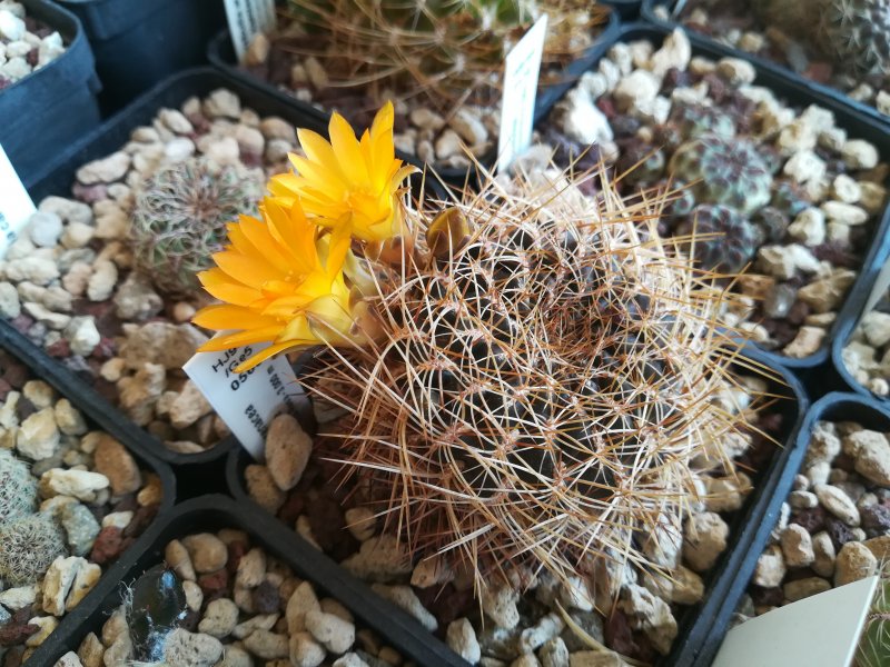 Sulcorebutia arenacea v. candiae HJ942/Ge5