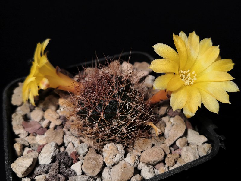 Sulcorebutia arenacea v. menesesii HJ940