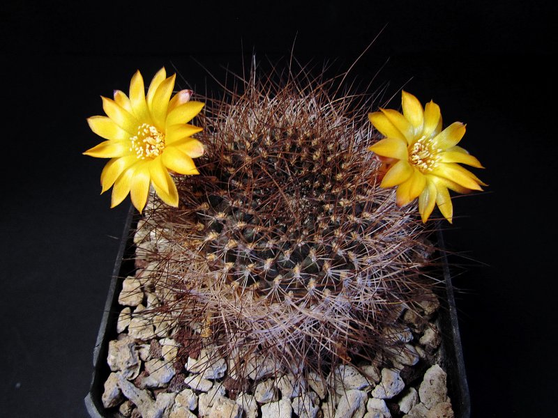 Sulcorebutia arenacea v. menesesii HJ940/Ge7