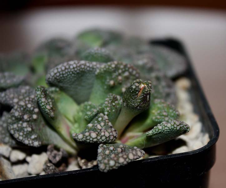 Titanopsis calcarea 