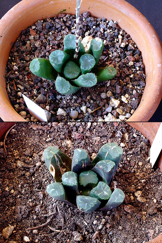 haworthia maughanii