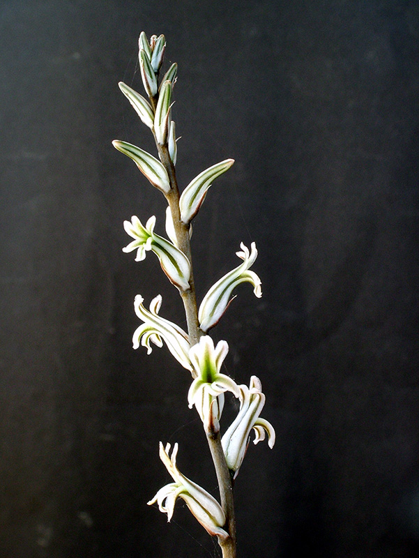 Haworthia maughanii 