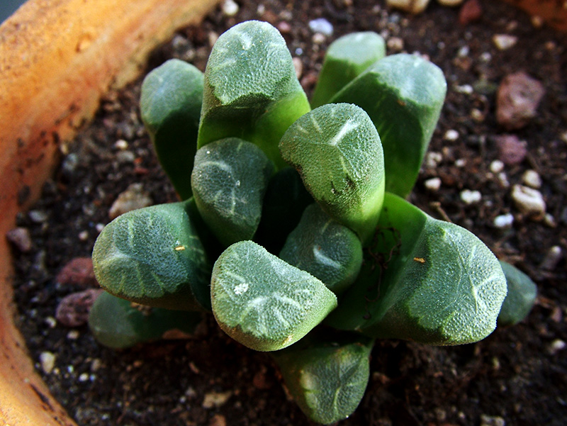 Haworthia maughanii 