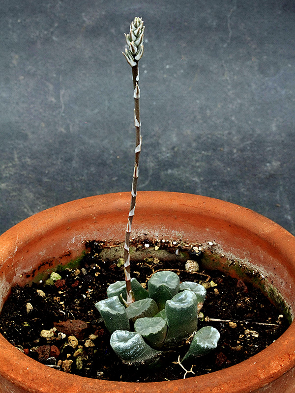 Haworthia maughanii 