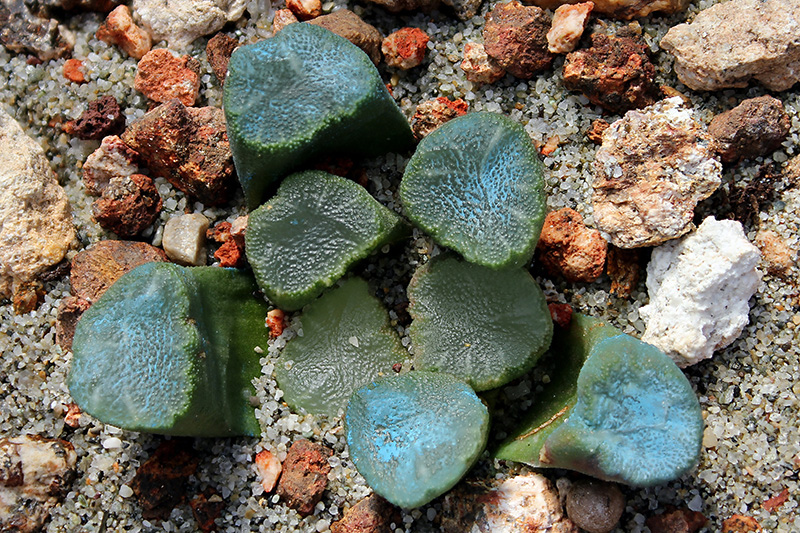 Haworthia maughanii 