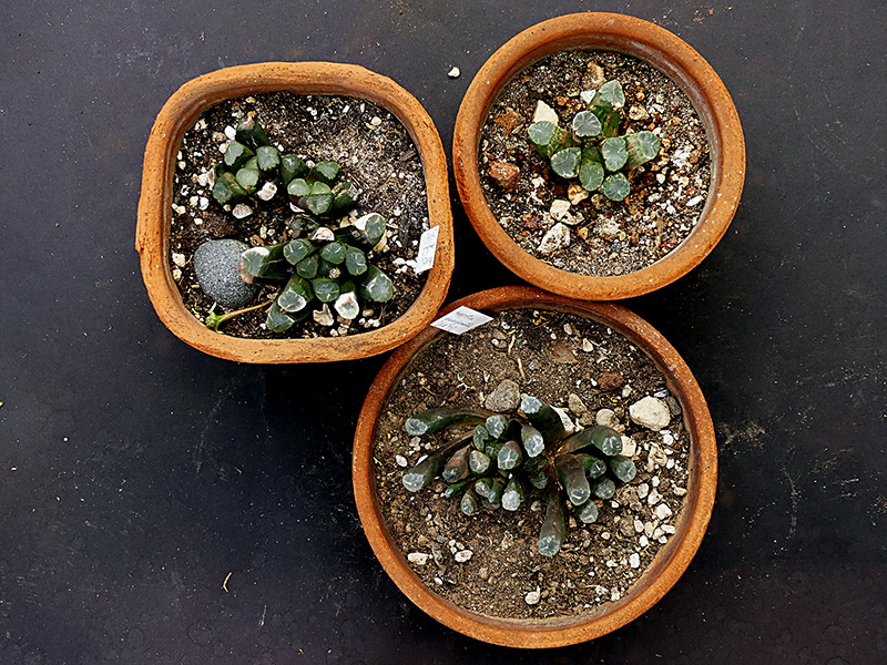 Haworthia maughanii 