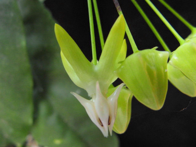 Hoya multiflora 