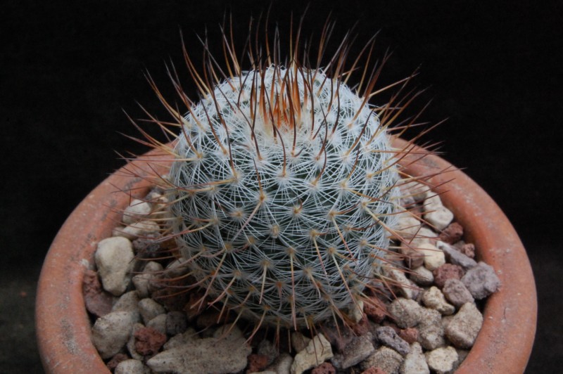 Mammillaria elegans HO 296