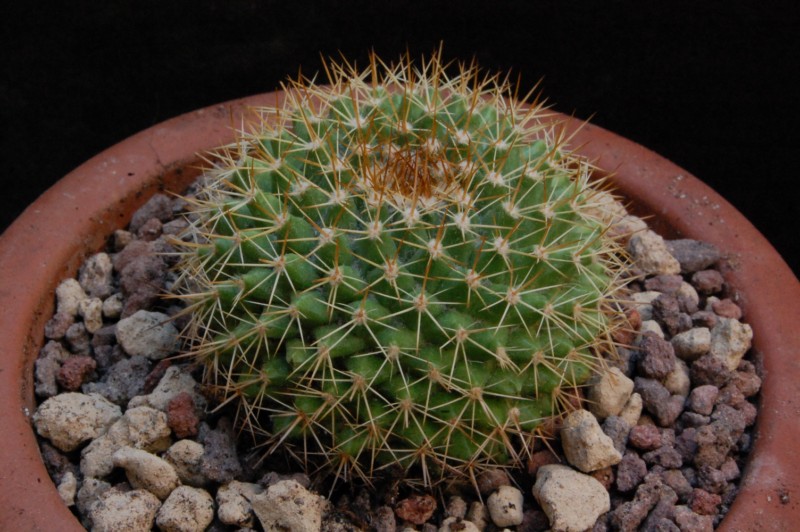 Mammillaria marksiana HO 395