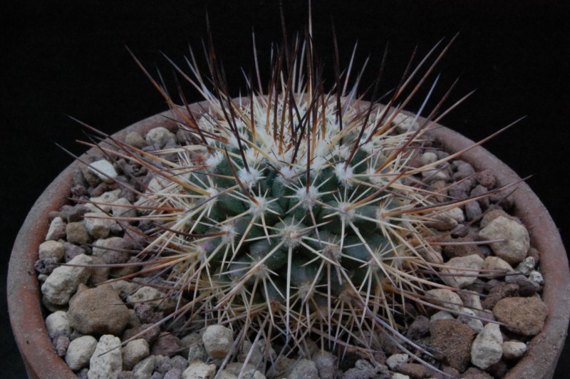 Mammillaria papasquiarensis HO 511a