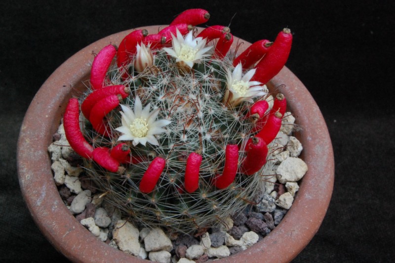 Mammillaria moeller-valdeziana HO 66a