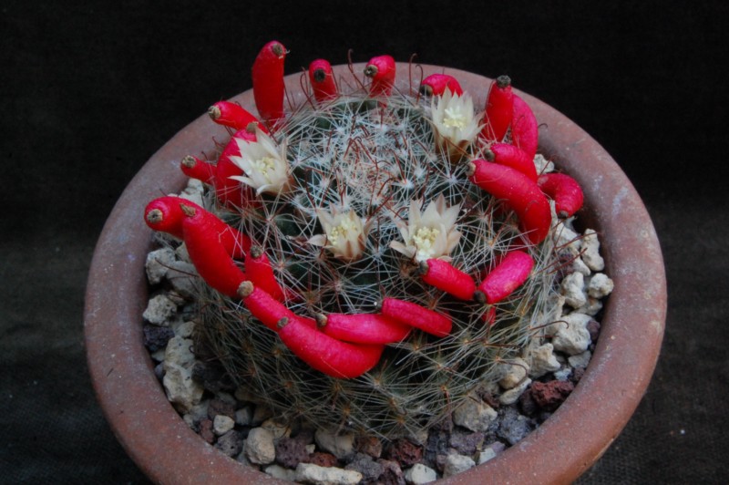 Mammillaria moeller-valdeziana HO 66a