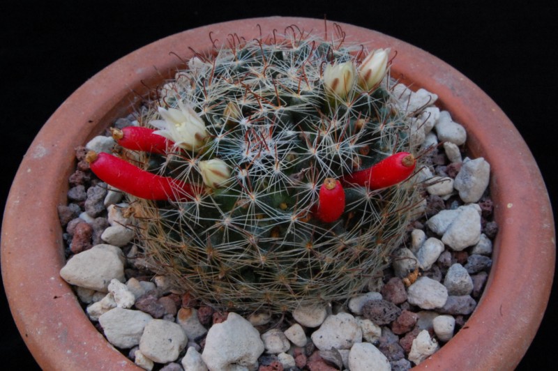 Mammillaria moeller-valdeziana HO 66a