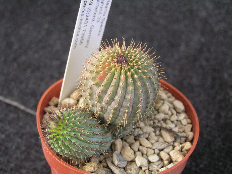 Hoodia flava DP9270