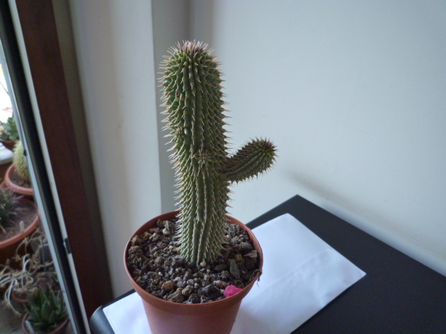 Hoodia gordonii 