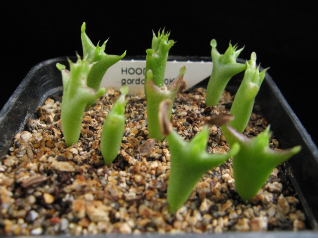 Hoodia gordonii 