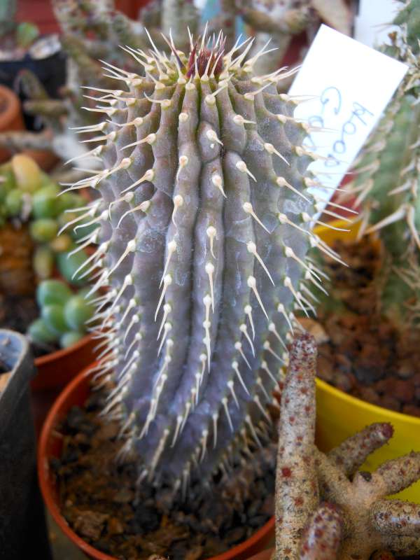 Hoodia gordonii 