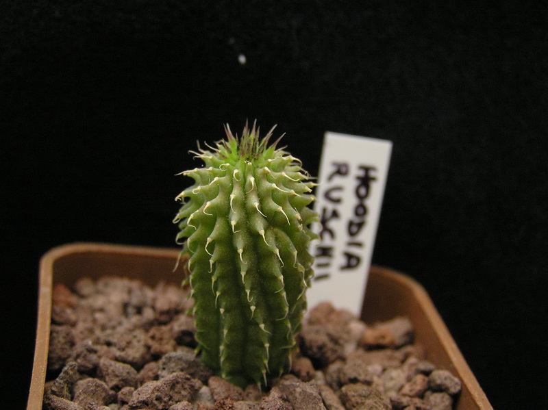 hoodia ruschii