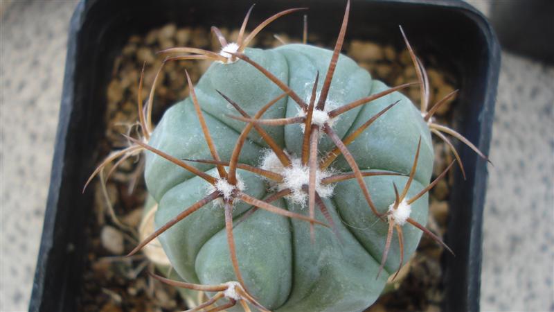 Echinocactus horizonthalonius 