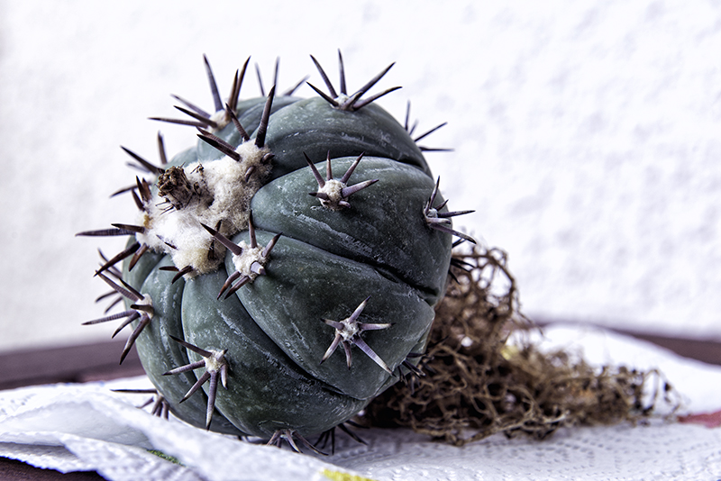 Echinocactus horizonthalonius 