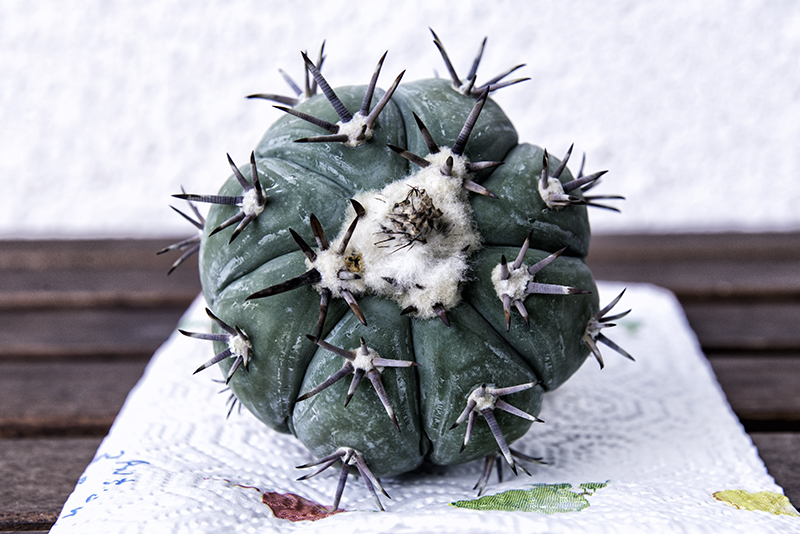 Echinocactus horizonthalonius 