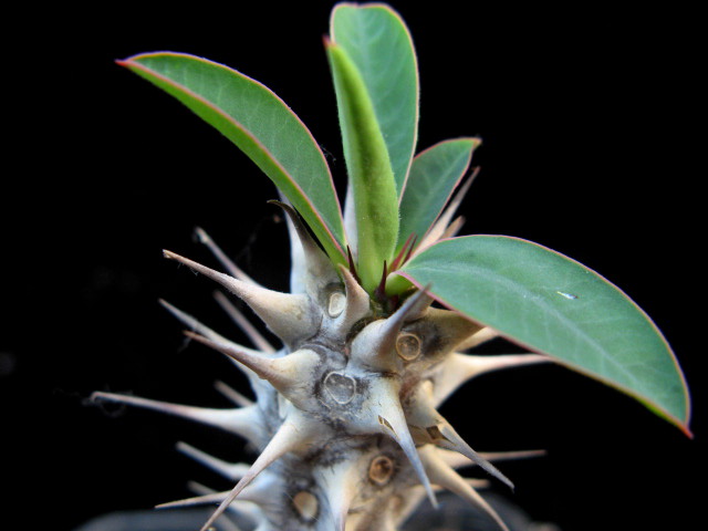Euphorbia horombensis 