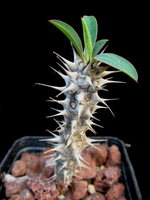 Euphorbia horombensis 